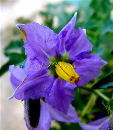  Flower (See anthers with pores)